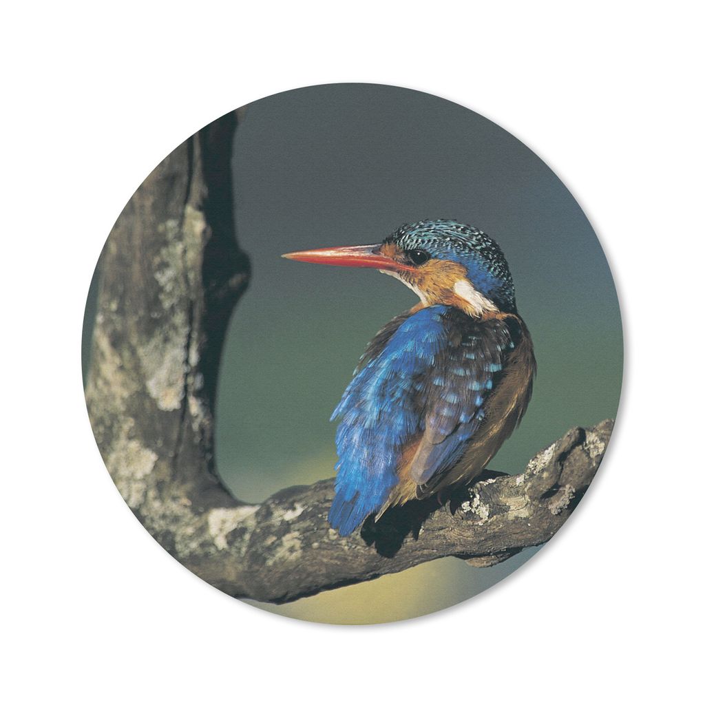 MuchoWow Mauspad Mousepad Eisvogel - Tier - Farbenfroh 20x20 cm - Mousepads - Maus Mat - Pad - Mausunterlage - Schreibtischmatte