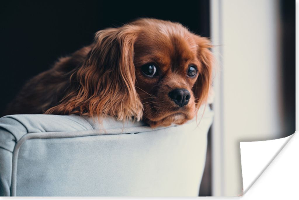 MuchoWow Poster Hund - Stuhl - Kopf 60x40 cm - Schlafzimmerdekoration