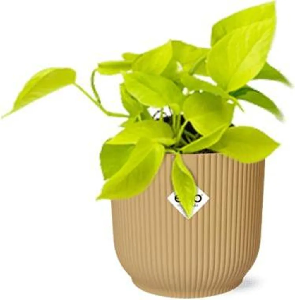 Plante d'intérieur Facile d'entretien Pothos Golden en Pot Jaune 14