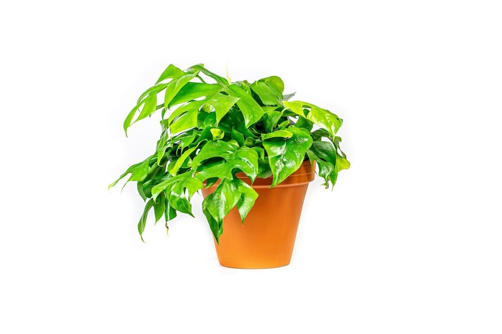 Gardners Monstera minima, průměr 12-13 cm Obrázek produktu 