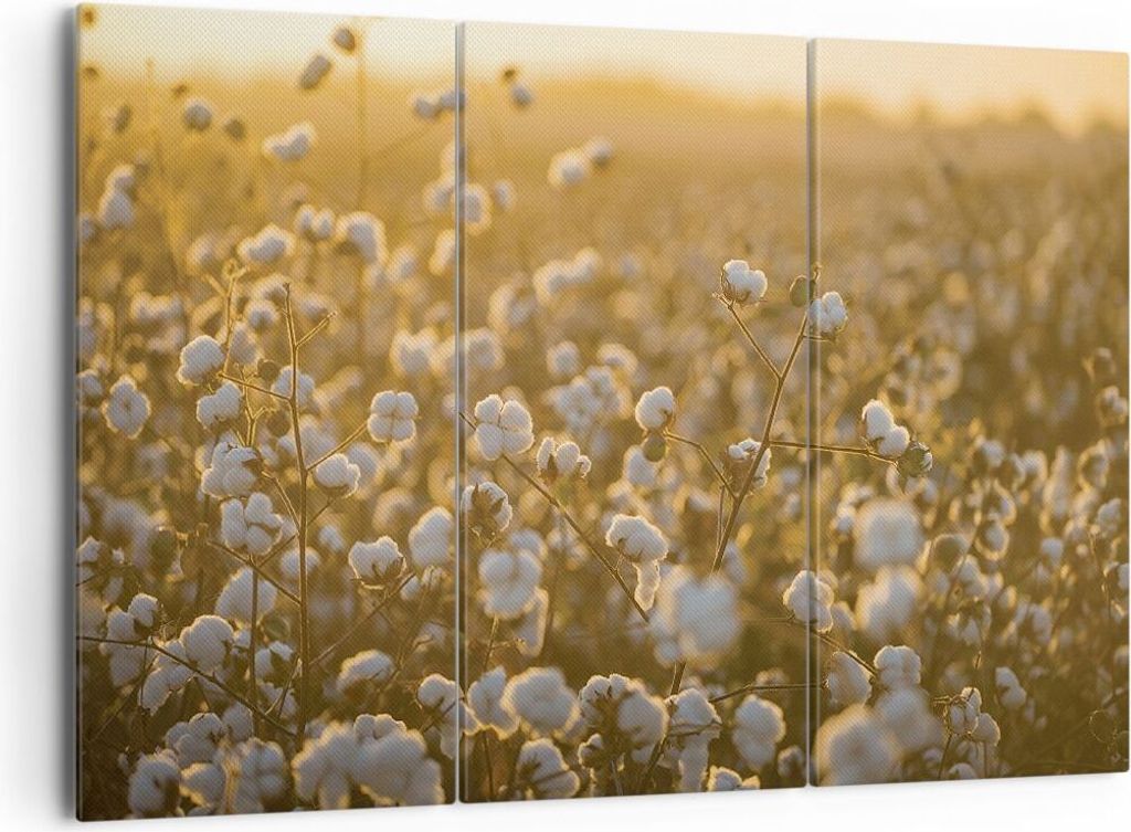 Bild auf Leinwand - Leinwandbild - 3 Teile - Baumwolle Feld Acker - 165x110cm - Wand Bild - Wanddeko - Wandbilder - Leinwanddruck - Bilder - Wandde...