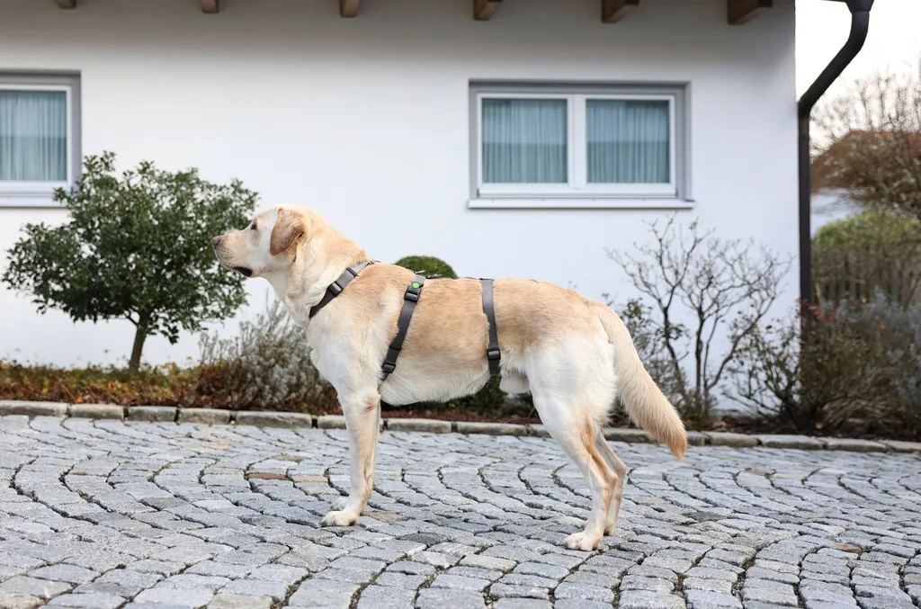 Kerbl Miami Pettorina Antifuga | Grigio 38-52cm | Sicurezza Cani