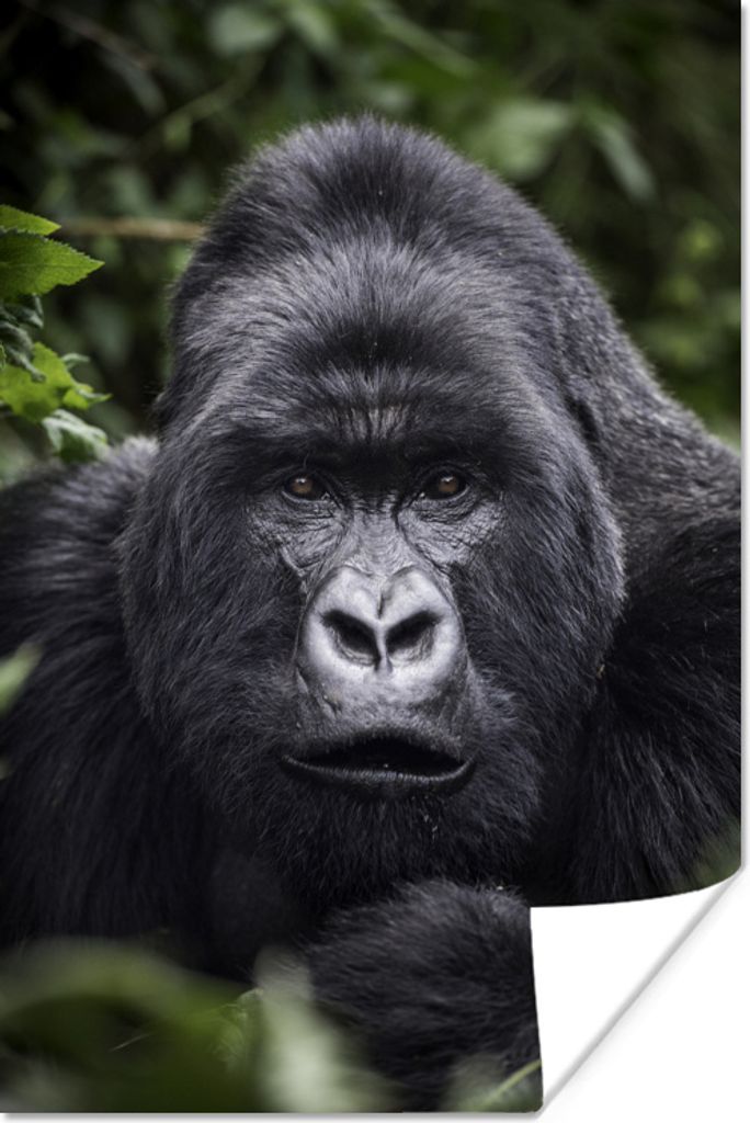 MuchoWow Poster Gorilla schaut mit seinen perlweißen Augen in die Kamera 120x180 cm - Kunstposter