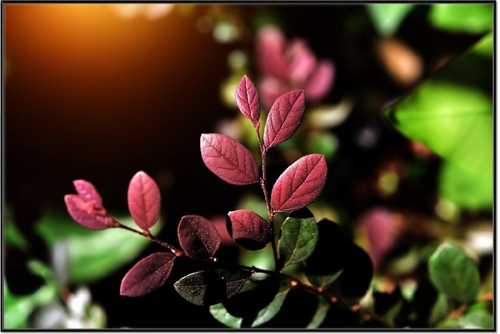 Wallario Wandbild Rote und grüne Blätter an einem Zweig, Größe: 61 x 91,50 cm, Poster mit schwarzem Aluminiumrahmen