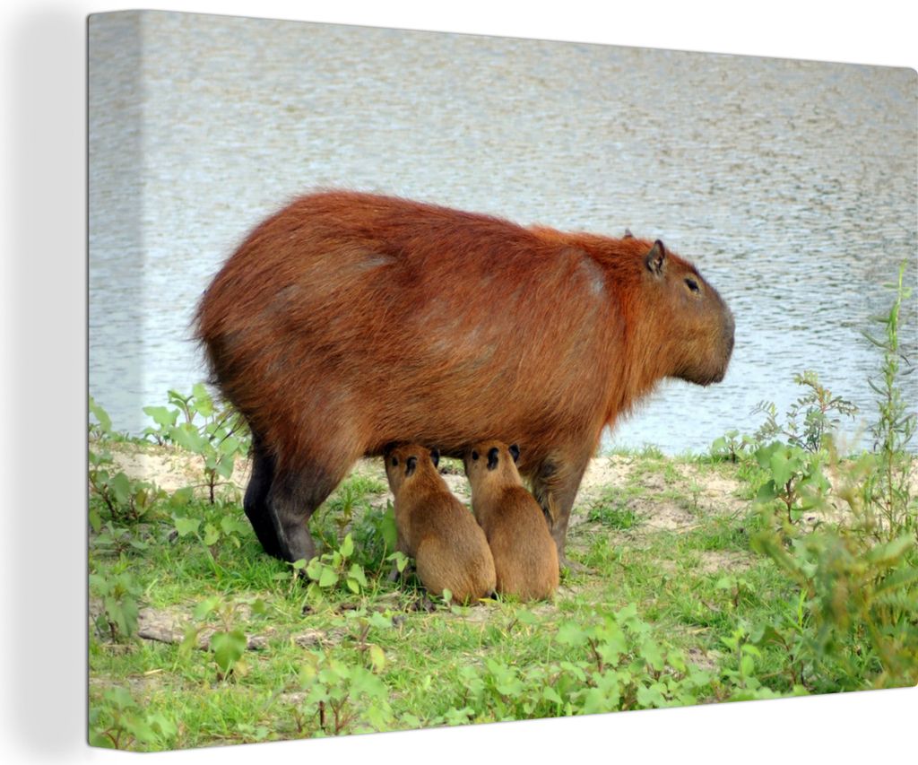 OneMillionCanvasses - Leinwandbilder - 140x90 cm, Ein Wasserschwein mit zwei Jungtieren in der Nähe des Wassers, Wandbilder Kunstdruck Wanddekor...