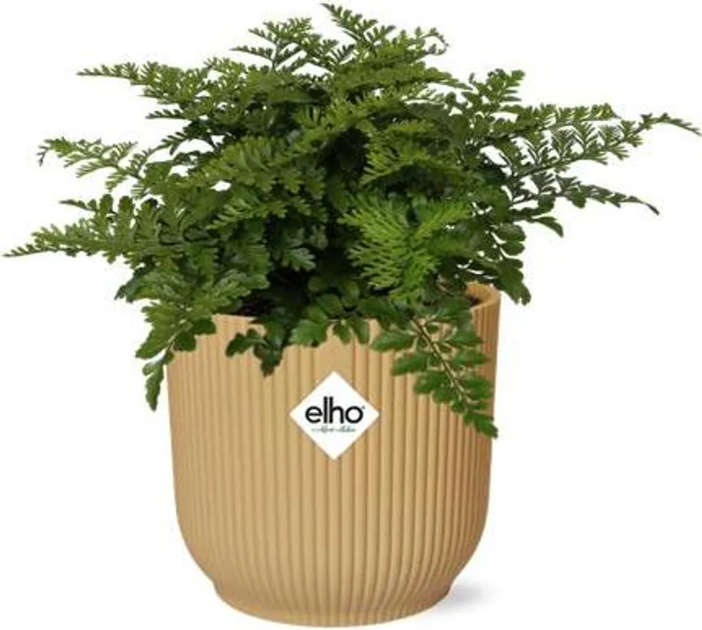 Plante de Bureau Fougère Asplenium Parvati Pot Jaune 14cm Sans Souci