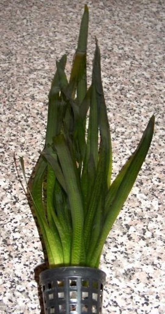 3 Töpfe Vallisneria gigantea, Riesenvallisnerie Produktbild 