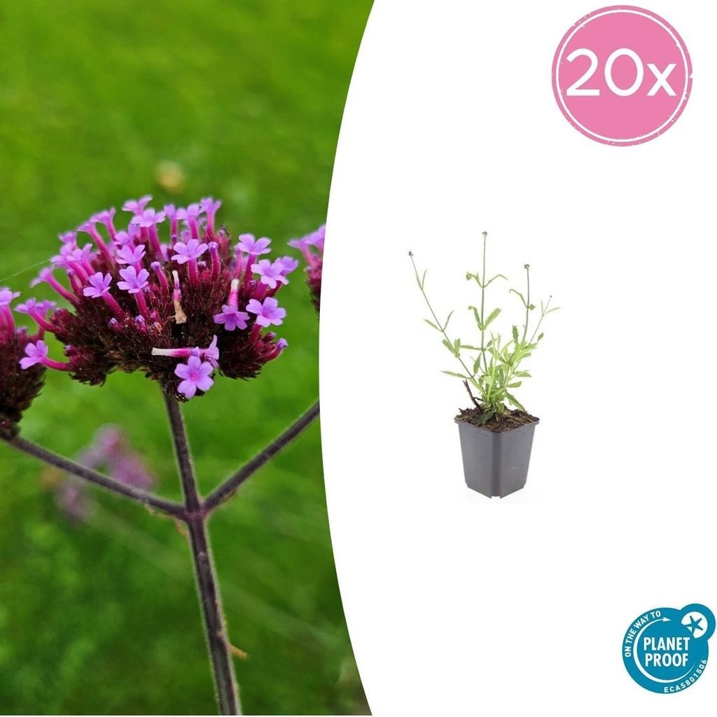 Hohes Eisenkraut Verbena bonariensis 'Lollipop' – 10-25cm – Ø9cm – 20 Pflanzen – Kompakte Staude mit lilafarbenen Blüten – Bienen- &...