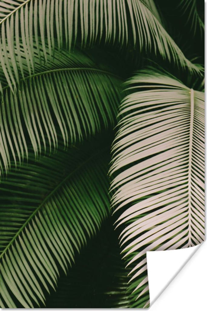 MuchoWow Poster Palmwedel - Sommer - Tropisch 120x180 cm - Kunstposter