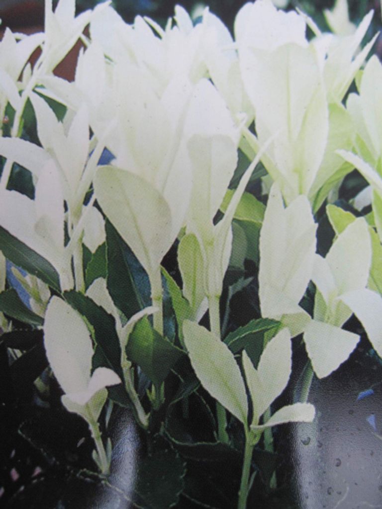Japanischer Spindelstrauch Extravaganza - Euonymus japonicus Extravaganza - 30-40cm
