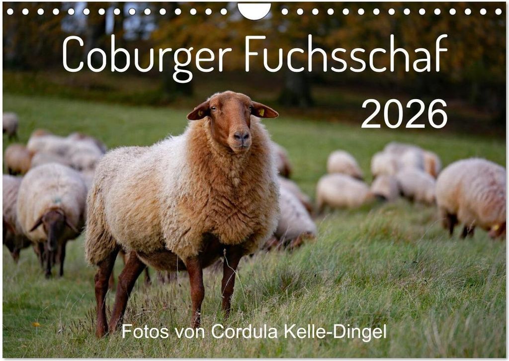 Coburger Fuchsschaf (Wandkalender 2026 DIN A4 quer), CALVENDO Monatskalender