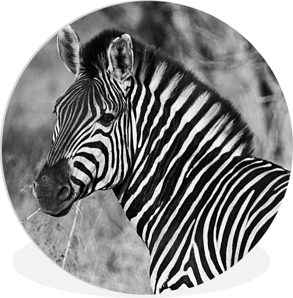 MuchoWow Rundes Wandbild - Runde Bilder Zebra-Porträt Ø 60 cm Kreis Wanddekoration Kunststoff - Wandkreis - Wandschmuck - Wand Kreis - Das Schl...
