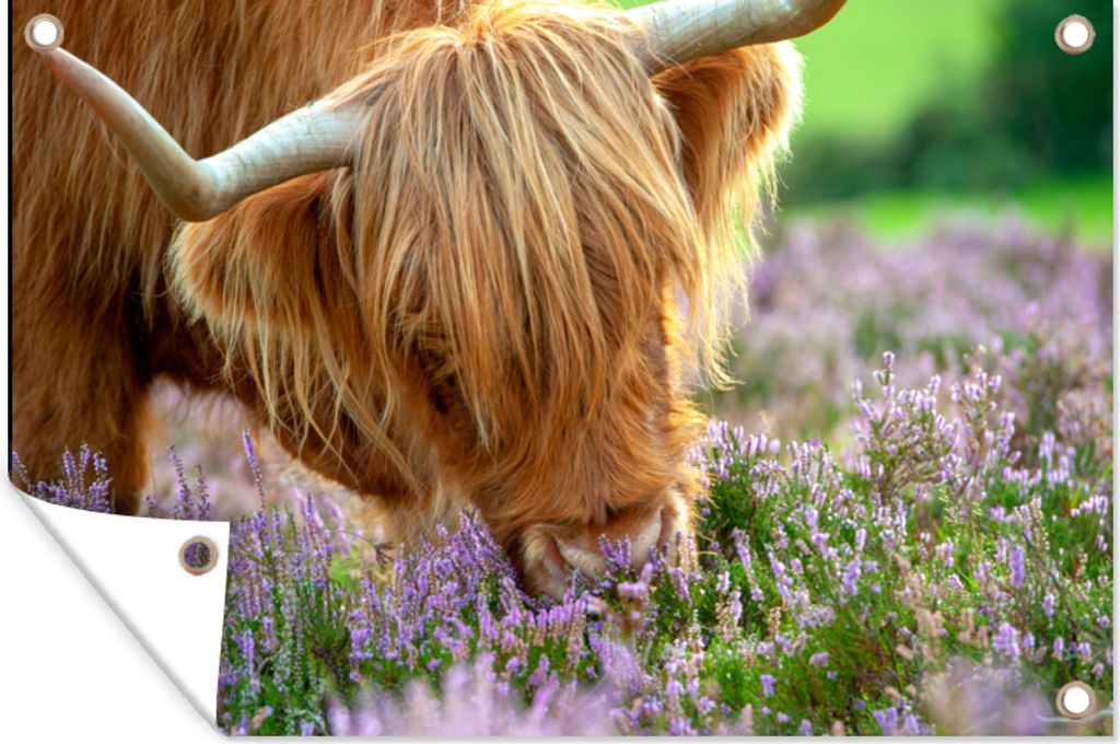 MuchoWow 120x80 cm Outdoor-Poster Gartendeko Sichtschutz Garten Poster für den Garten Schottische Highlander - Gras - Heidekraut - Tiere