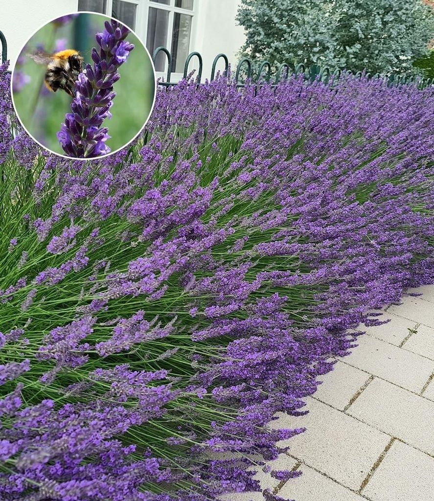 BALDUR Garten 6x Lavendel 'Phenomenal ' Duftlavendel, Pflanzen im 9x9 cm-Topf, echter Lavendel, Lavandula, Blüten essbar, winterharte Staude, tro...