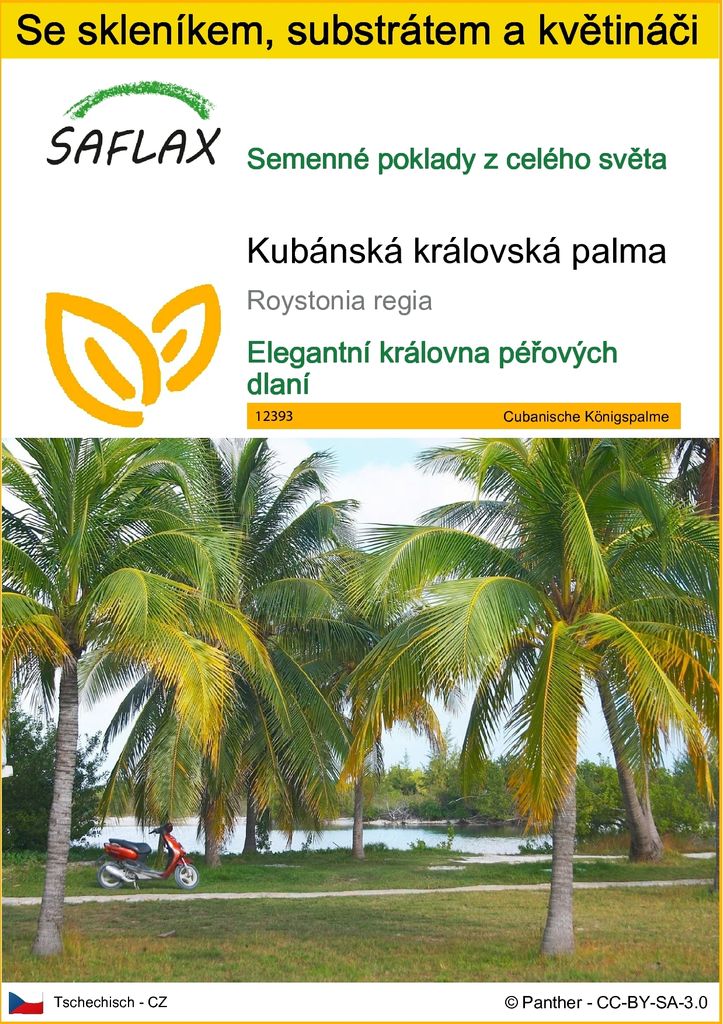 SAFLAX Kultivační sada - Kubánská královská palma - Obrázek produktu 