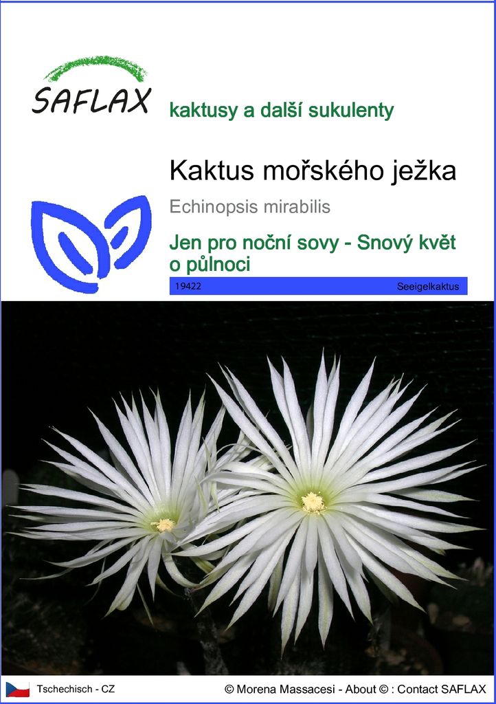 SAFLAX - kaktus mořského ježka - Echinopsis mirabilis - 40 Obrázek produktu 