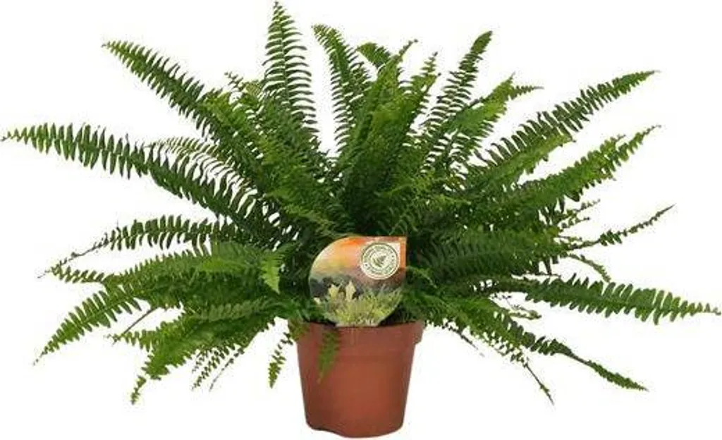 Fougère épée pour salon et bureau - Nephrolepis Green Lady Ø 17 cm