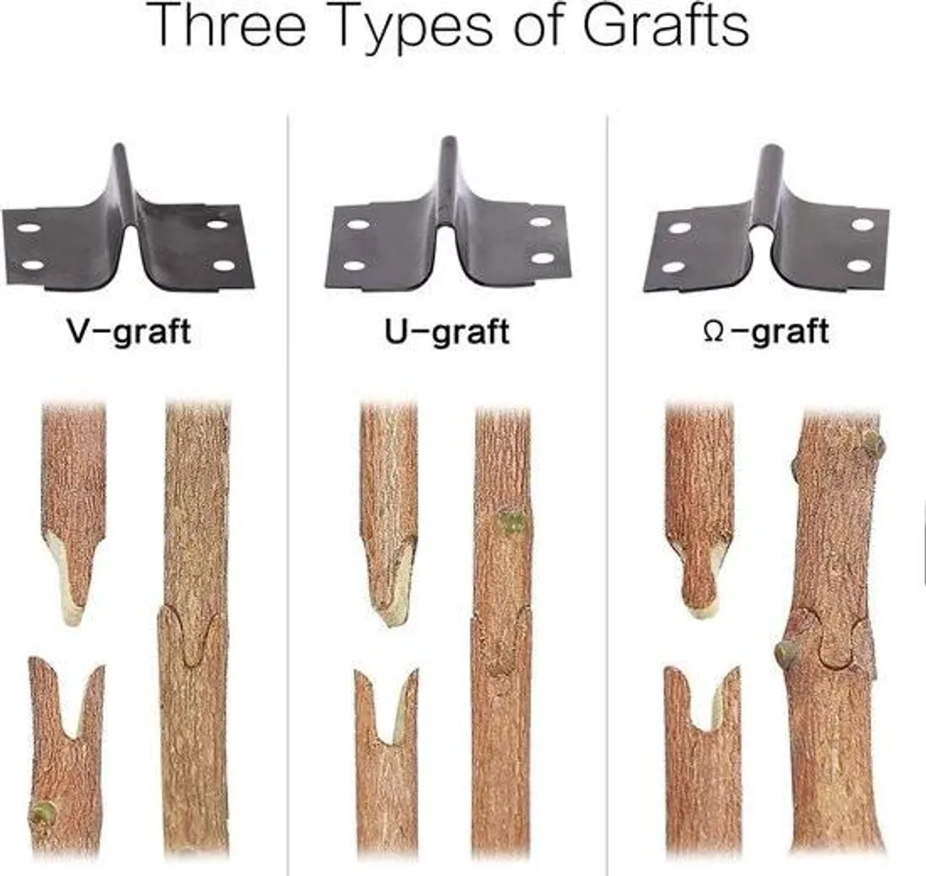 Sécateur greffoir pour réussir vos greffes d'arbres fruitiers facilement