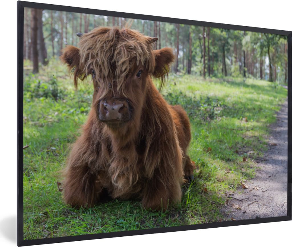MuchoWow MuchoWow Gerahmtes Poster Schottisches Hochlandrind - Kröte - Tiere 90x60 cm - Poster mit zchwarzem Bilderrahmen - Fotorahmen - Foto-...