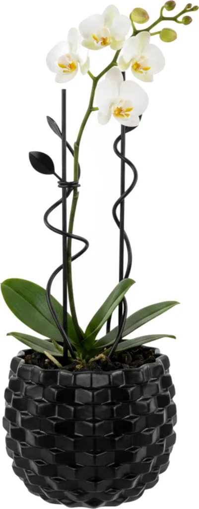 Pot de fleurs en céramique noir brillant Ø19cm avec structure 3D convexe