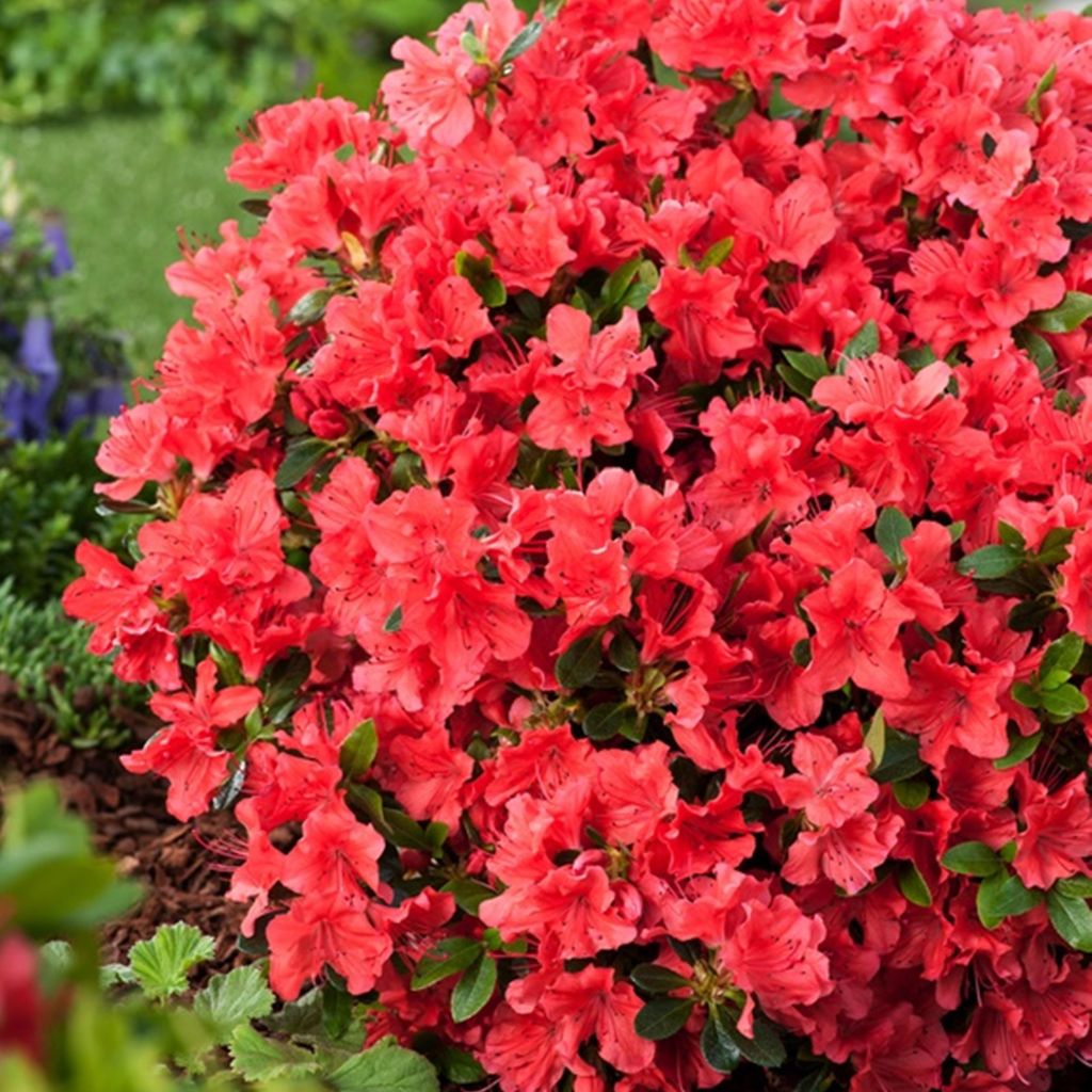 Azalia krzew ozdobny Rhododendron obtusum - Azalia japońska Zdjęcie produktu 