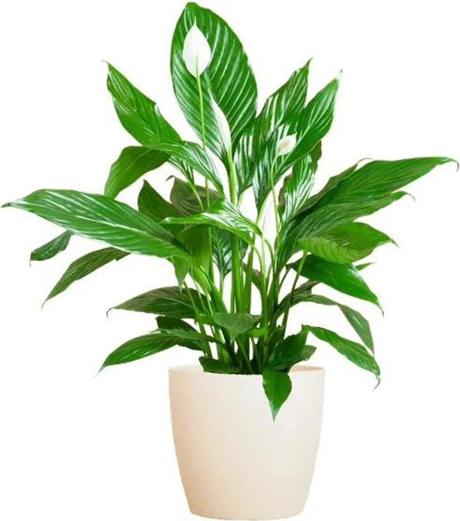 Plante d'intérieur Lis de la Paix 80cm - Spathiphyllum en pot blanc chic