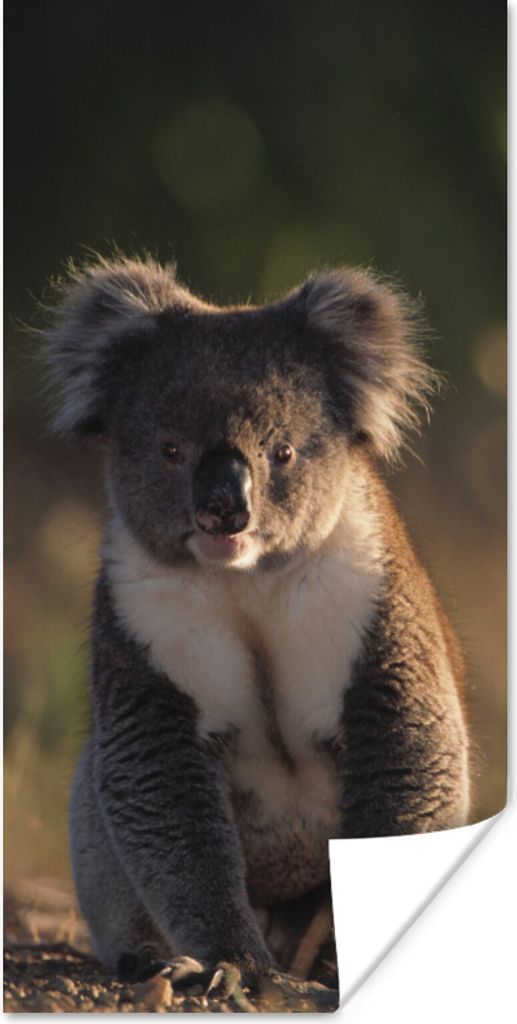MuchoWow Poster Koala - Sonne - Tier - Kinder - Jungen - Mädchen 20x40 cm - Plakat - Foto