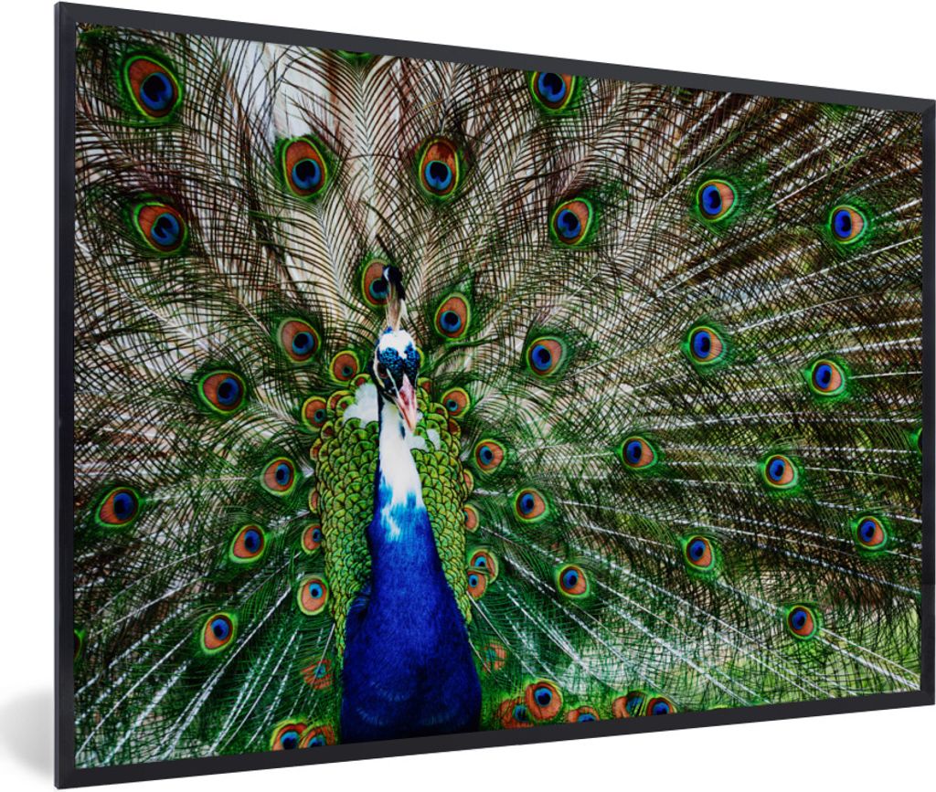 MuchoWow Gerahmtes Poster Pfau - Federn - Weiß - Blau 60x40 cm - Poster mit Schwarzem Bilderrahmen Wandposter Rahmen Foto Bilder - Printing - Wa...