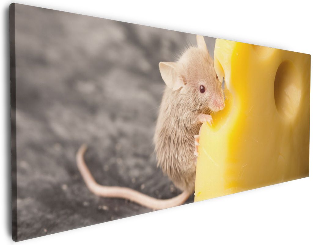 Wallario Premium Leinwandbild Süße Maus knabbert an einem Käse in der Küche in Größe 80 x 200 cm