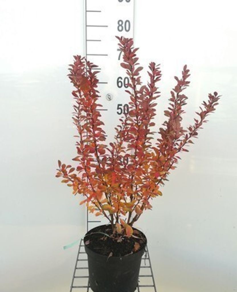 Berberis thunb. 'Red Rocket' - Berberitze 25- 30 cm Container