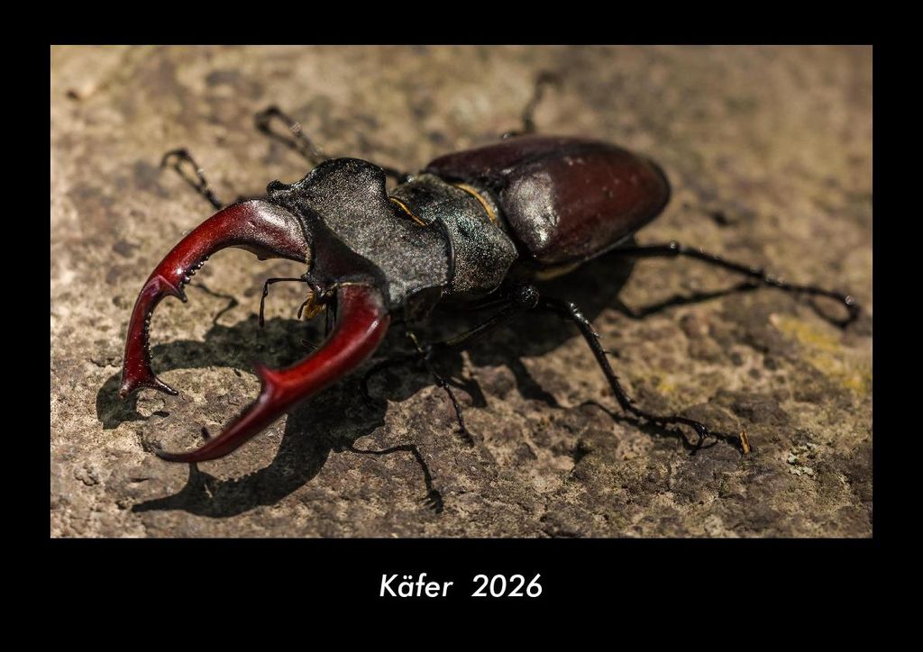 Käfer 2026 Fotokalender - Querformat DIN A3, Monatskalender mit Bild-Motiven von Haustieren, Bauernhof, wilden Tieren und Raubtieren