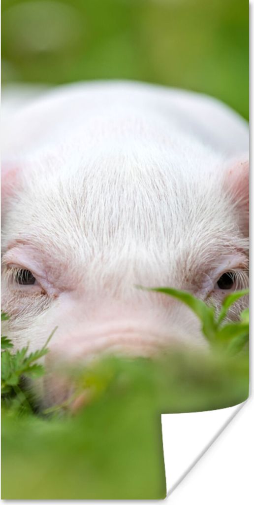 MuchoWow Poster Schwein - Tiere - Groß 20x40 cm - Plakat - Foto