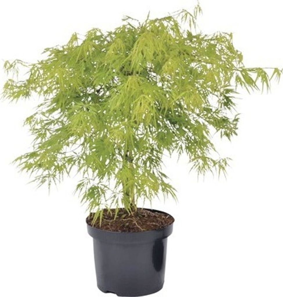 Japanischer Schlitzahorn FloraSelf Acer palmatum dissectum Produktbild 