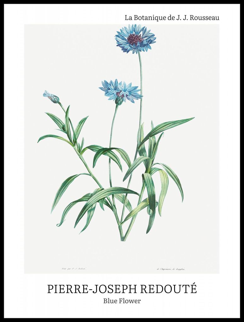 Plakat 60x80cm Design Blaue Blume, Redoute Vintage für das Wohnzimmer