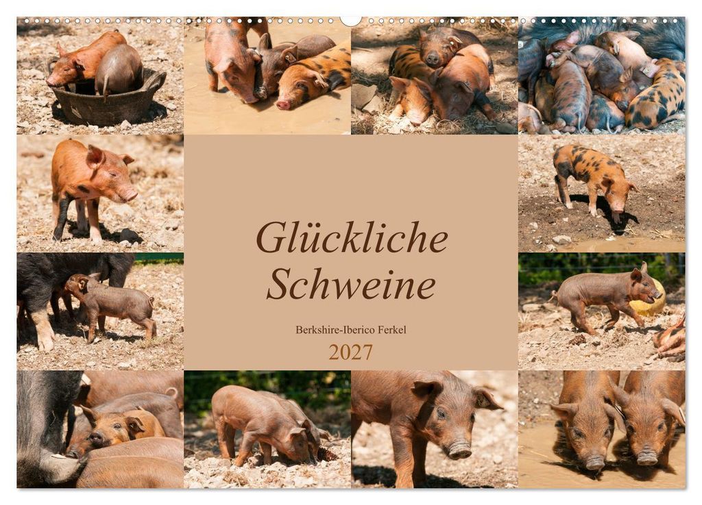 Glückliche Schweine Berkshire-Iberico Ferkel (Wandkalender 2027 DIN A2 quer), CALVENDO Monatskalender