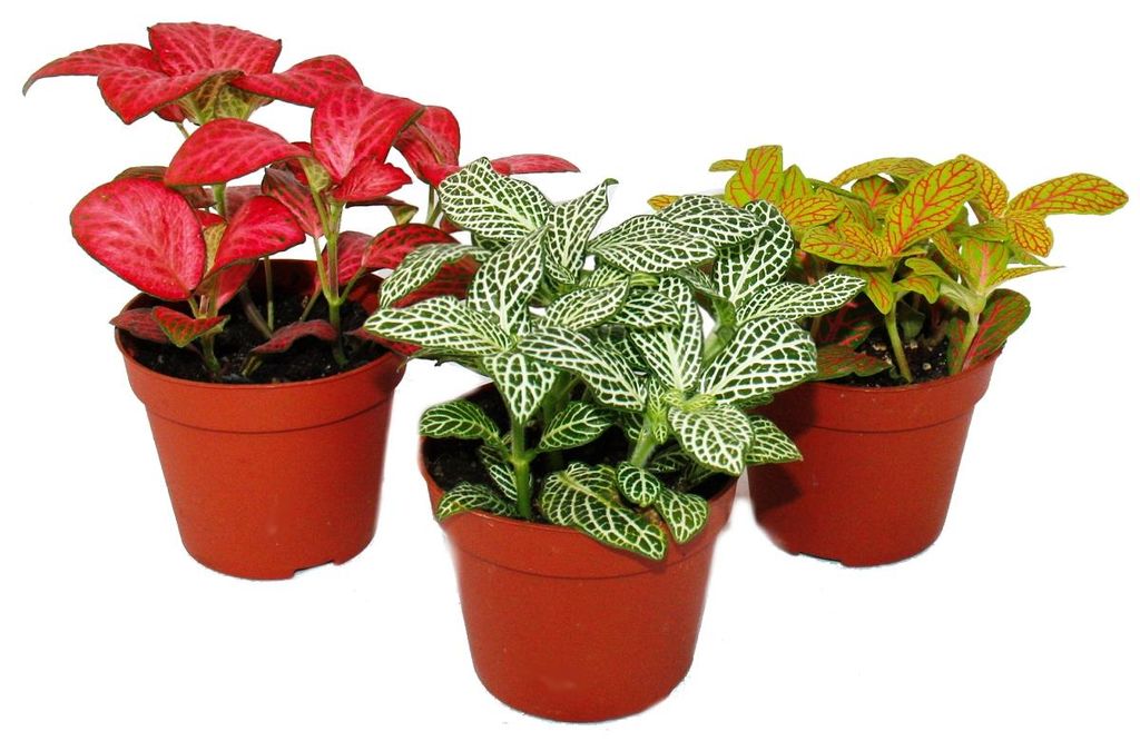 Sada 3 různobarevných rostlin Fittonia, stříbrný síťový Obrázek produktu 
