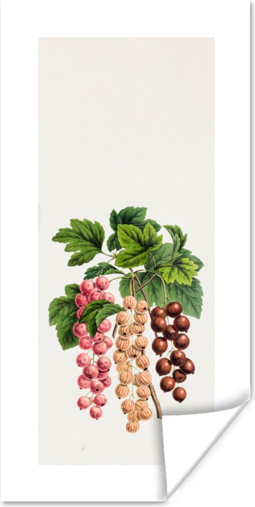 MuchoWow Poster Beeren - Lebensmittel - Obst 40x80 cm - Dekoration