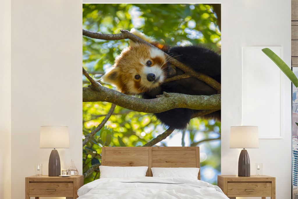 MuchoWow Fototapete für Wohnzimmer oder Schlafzimmer Wandtapete Vinyl Motivtapete Panda - Rot - Nahaufnahme - 195x300 cm - Das Hintergrundbild