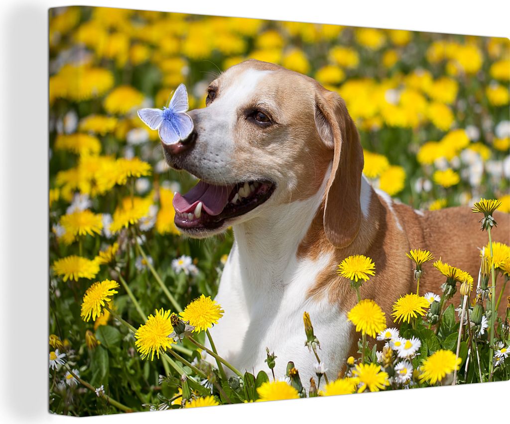OneMillionCanvasses - Leinwandbilder - 140x90 cm, Schmetterling auf der Nase eines Beagles, Wandbilder Kunstdruck Wanddekoration - Foto auf Leinw...