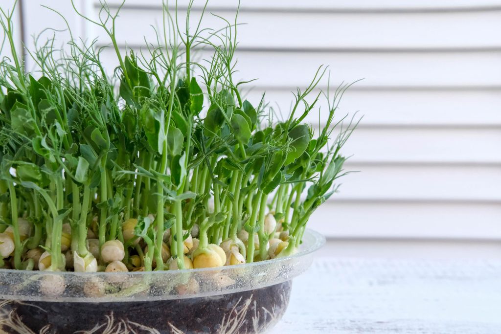 500 g Erbsen Keimsaat für Microgreens & Sprossen – Hohe Produktbild 