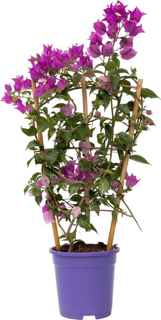 Bugenwilla - Bougainvillea 'Alexandra' - Wysokość 50-60cm - Zdjęcie produktu 