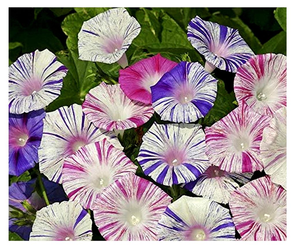 Blumensamen Carnevale di Venezia Prunkwinde Portion