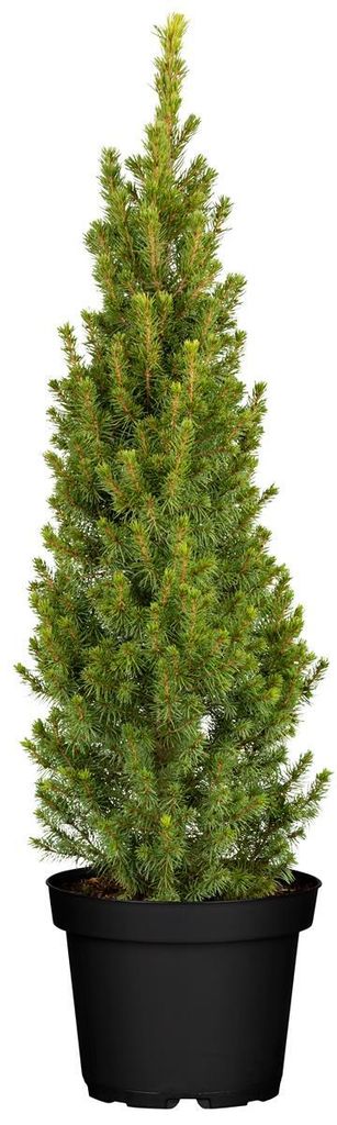Zuckerhutfichte Conica 60-70 cm, im Topf - Picea glauca, Produktbild 