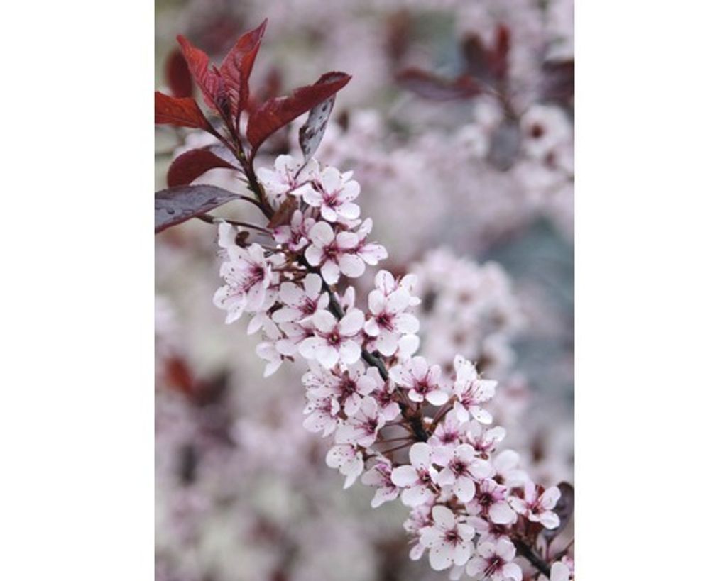 Zwerg-Blutpflaume FloraSelf Prunus cistena H 60-80 cm Co 6 Produktbild 
