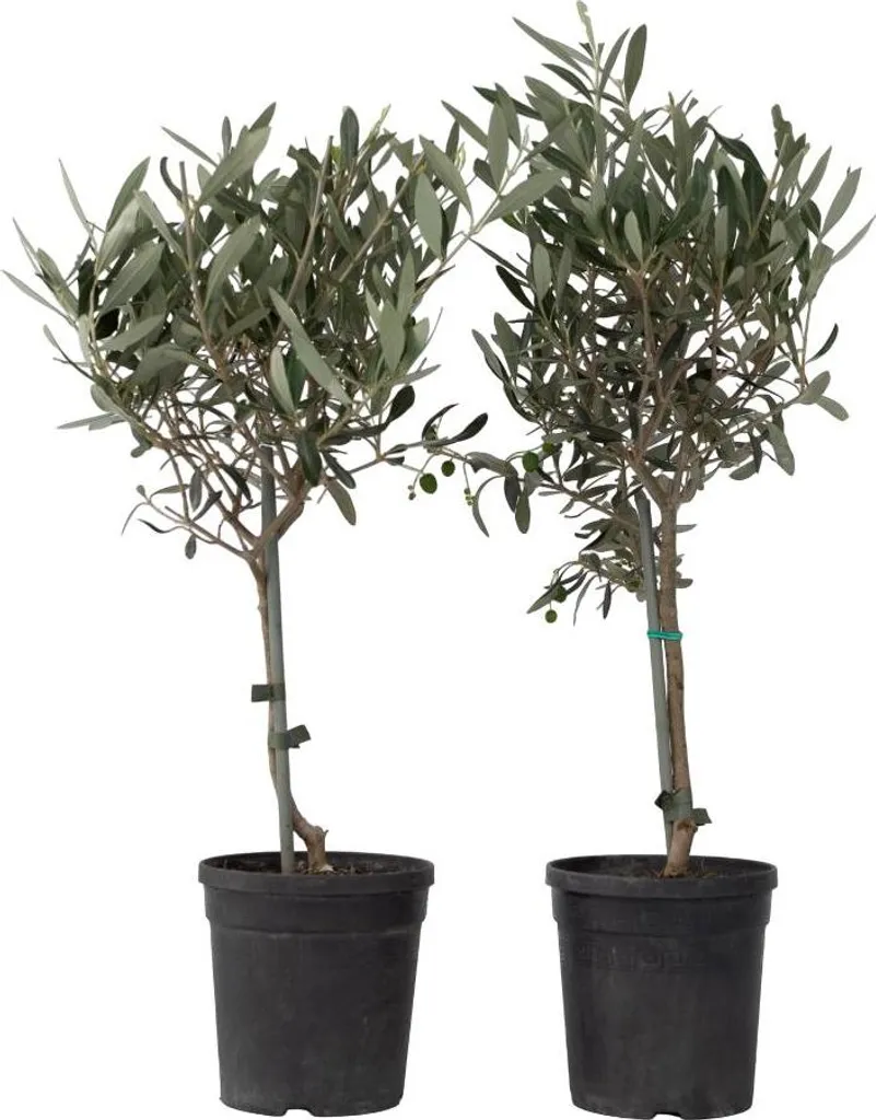 Olivier Olea europaea - Lot de 2 Plantes Robustes - Hauteur 50-60cm Vert