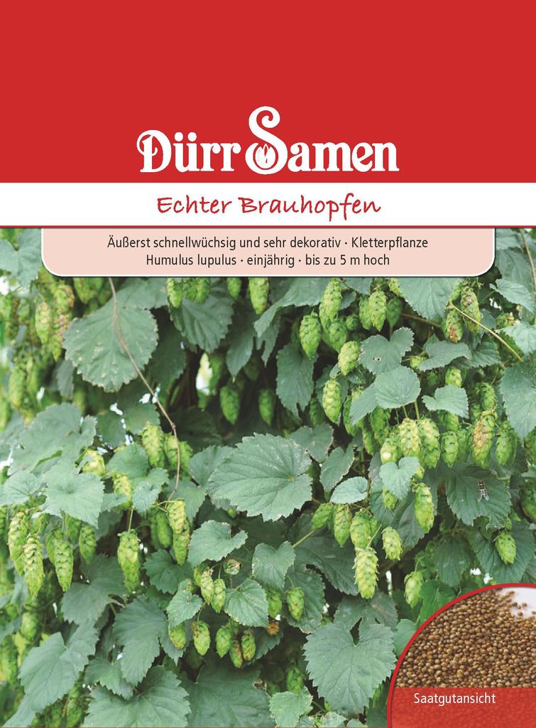 Echter Brauhopfen | Brauhopfensamen von Dürr Samen Produktbild 