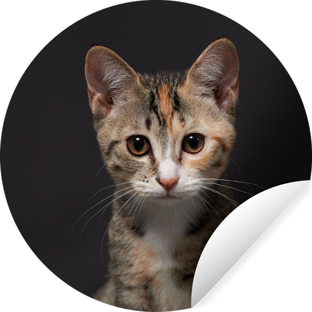 MuchoWow Runde Wandtattoo - Wandsticker Tapete Aufkleber Katze - Schwarz - Porträt Ø 50 cm Selbstklebend und Repositionierbar - Wandaufkleber -...