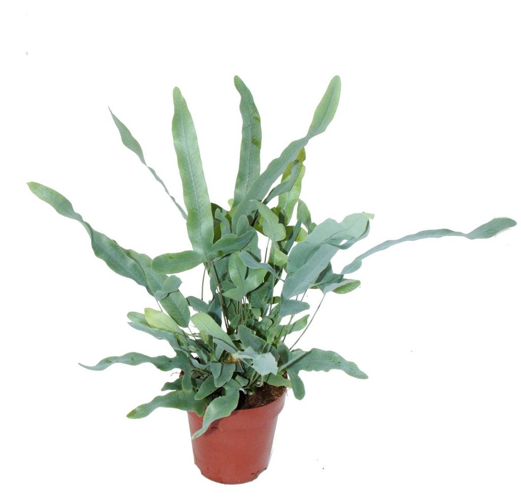 Kapradina zlatá "Modrá hvězda", Phlebodium aureum, 12cm Obrázek produktu 
