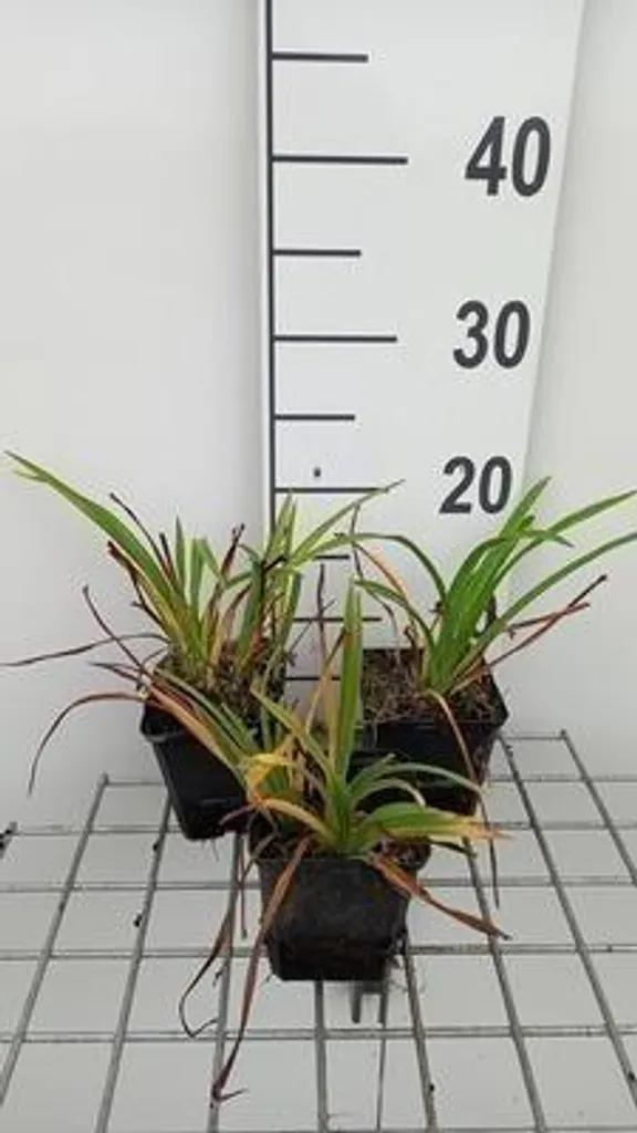 Hémérocalle Pardon Me - Lot de 6 Plantes Vivaces Remontantes Rouges