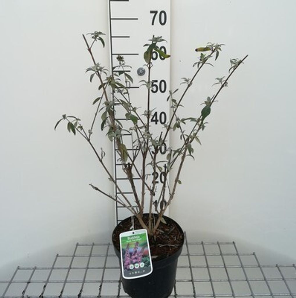 Buddleja dav. 'Pink delight' - Krzew motylkowy 'Pink Zdjęcie produktu 